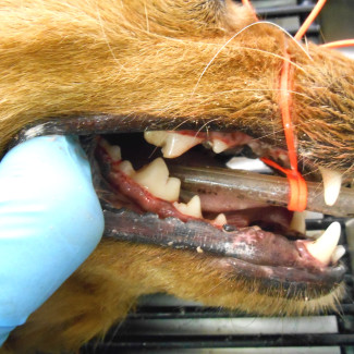 casey-dental-after