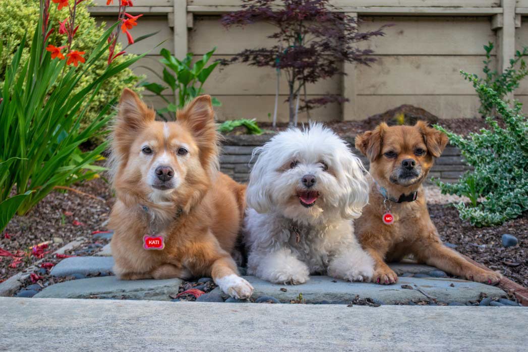 Mutt Day