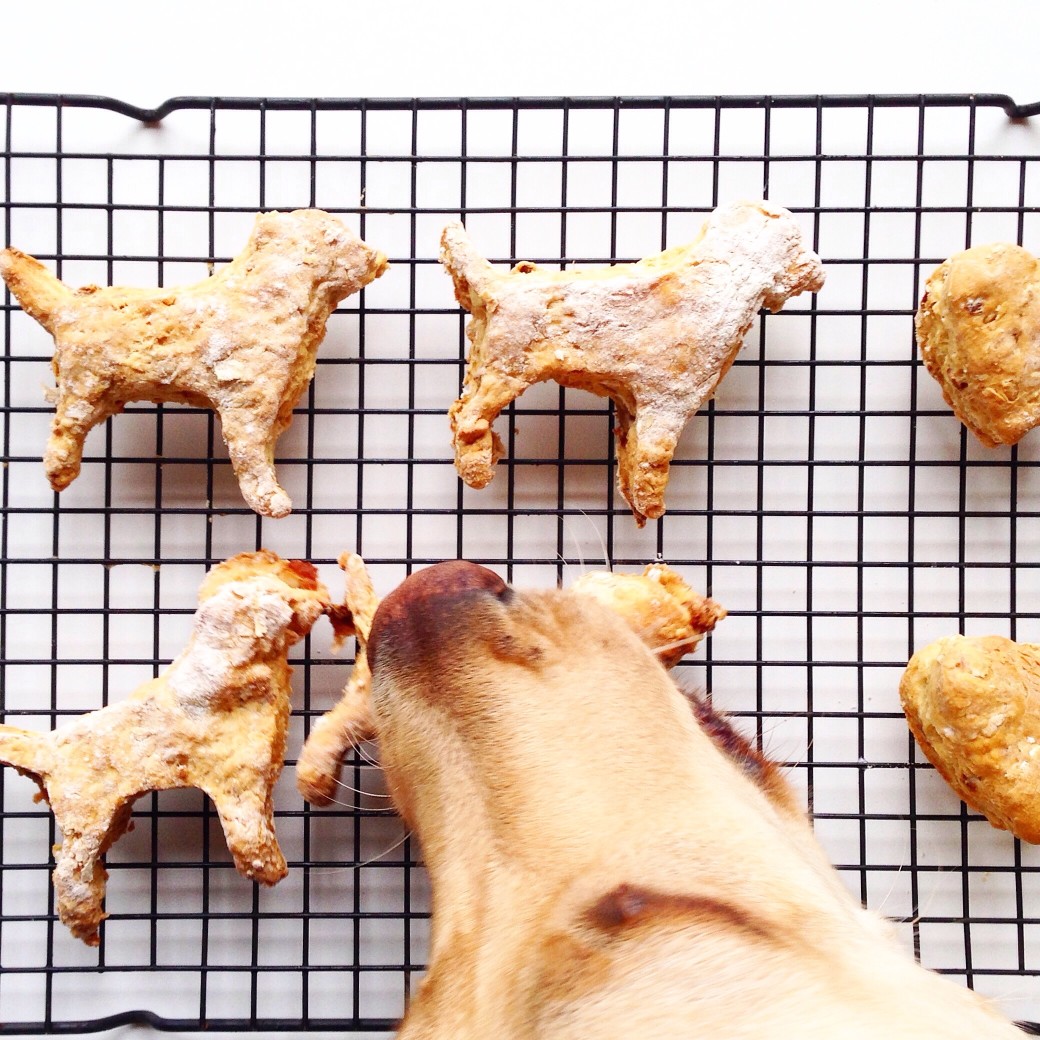 spoil your dog day